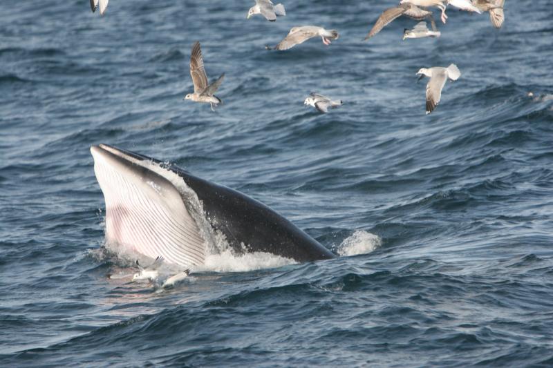 National: 'Lack of political action is biggest threat to our oceans' 