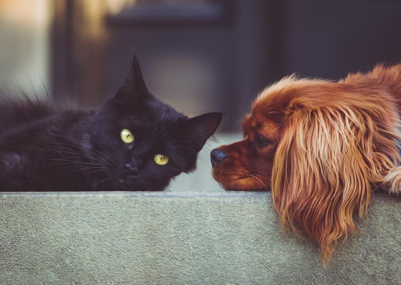 National: ISPCA launches 'Cruelty No More' Campaign to mark Ireland’s First National Animal Week