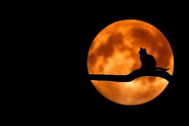 Halloween 2023: Spooky family friendly events to enjoy in Ireland