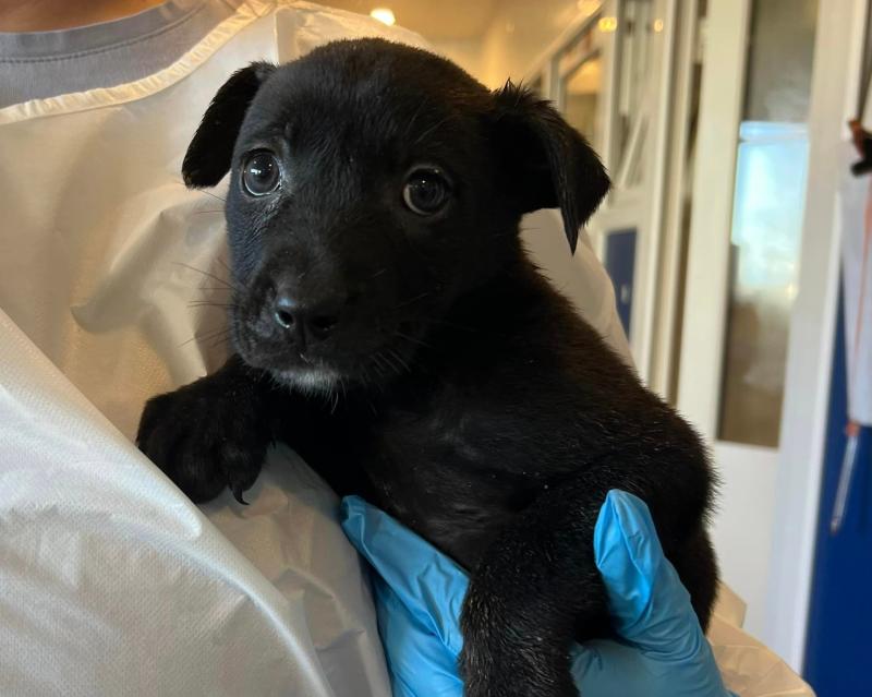 National: 'Heartbreaking' - Puppies found dumped in a box at Irish graveyard given festive names			