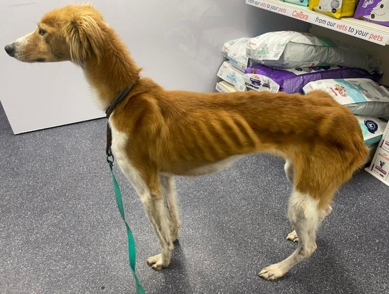 National: Dog found in horrific condition 'couldn&rsquo;t understand' kindness