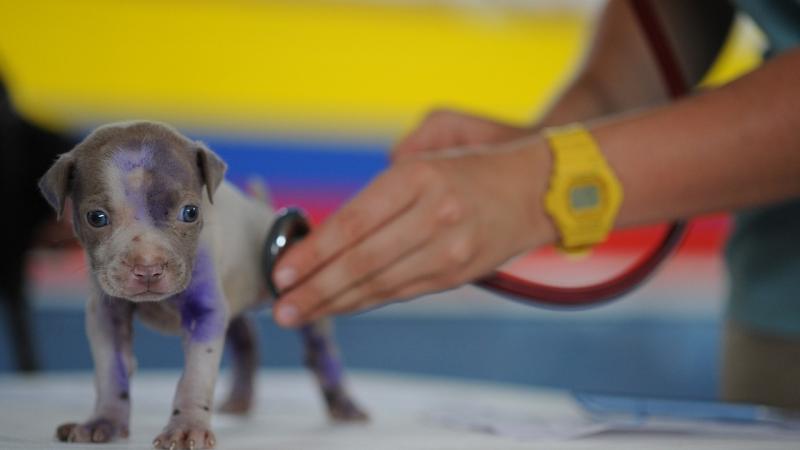 Veterinary Council had 10 new Donegal vets and seven new veterinary nurses in 2023