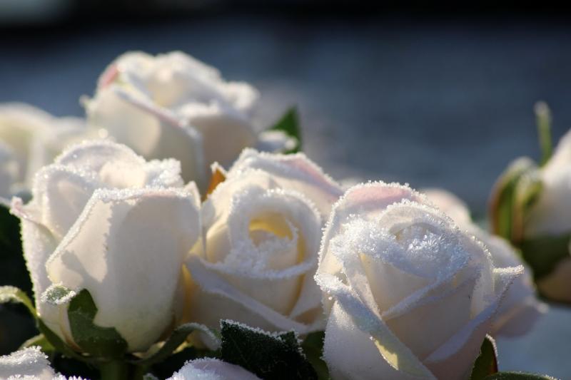 Death notices for Donegal on Friday, March 1
