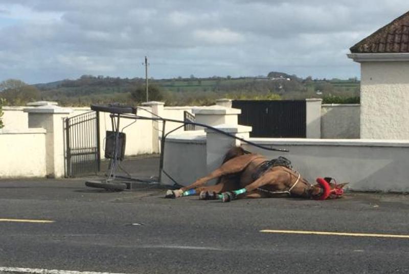 Horse &lsquo;left like rubbish' on side of busy road on St Patrick's Day