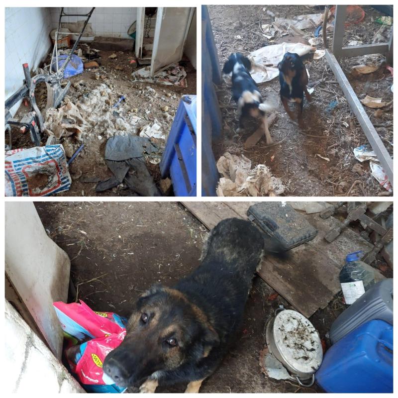 National: Farmer banned from owning pets following discovery of dead animals in yard with dogs 