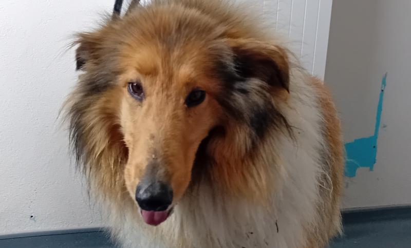 Lost dog - this gorgeous rough collie is in the care of Donegal Dog Shelter