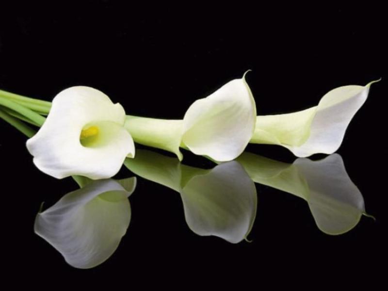 Deaths in Donegal, Tuesday morning, June 11, 2024