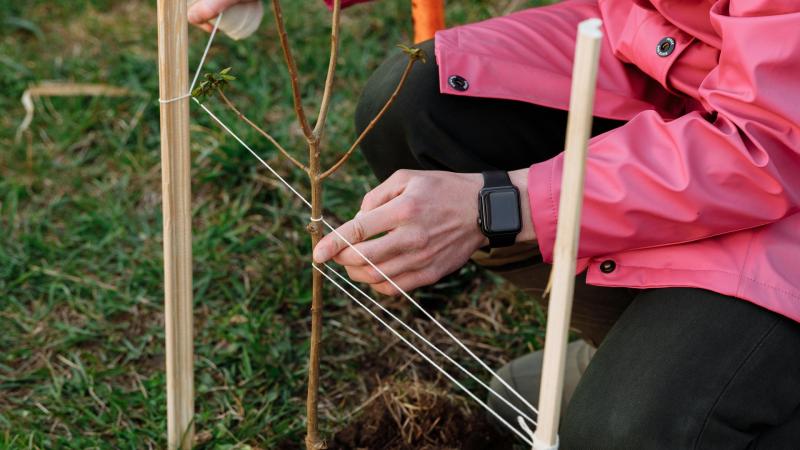 Letterkenny Tidy Towns and Chamber join forces for tree planting initiative