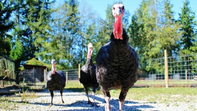 Donegal bird flu detection will have 'no trade implications for poultry industry'