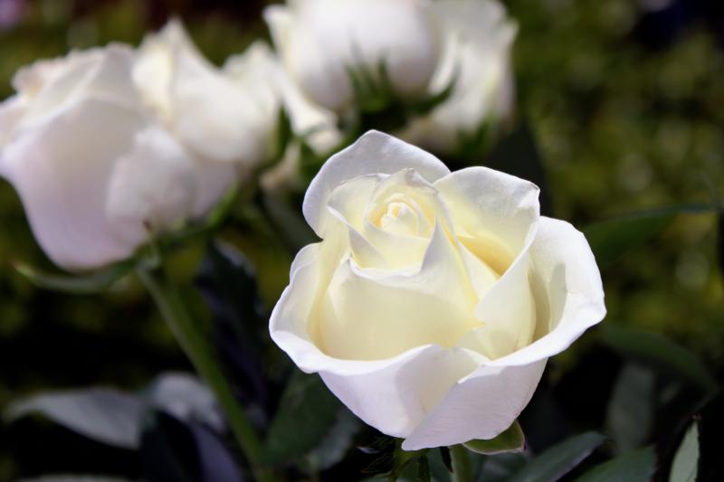 Death notices and funeral arrangements for Monday morning, July 14