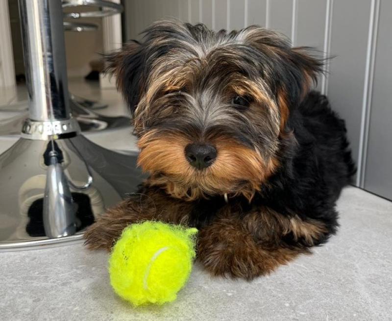 'She is my mum’s best friend' - Irish influencer issues appeal after mother's dog is stolen