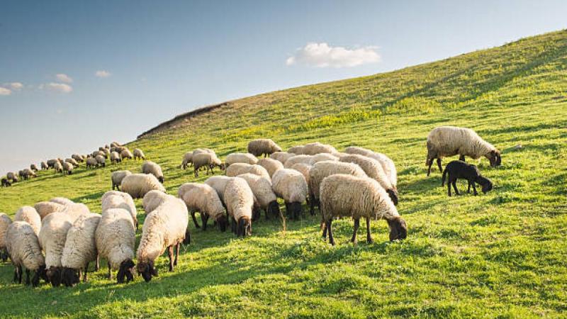 Over €2.7 million allocated for Donegal sheep farmers under welfare scheme