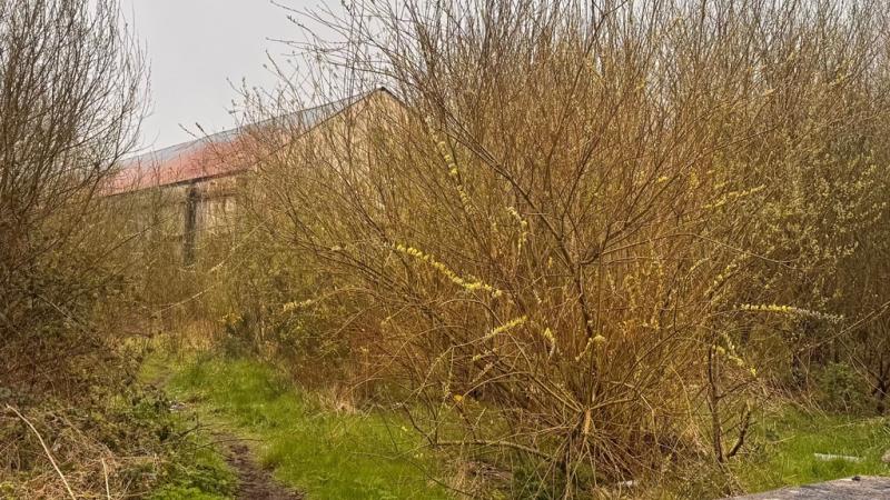Old Letterkenny site a 'mess and a haven for anti-social behaviour and rodents'