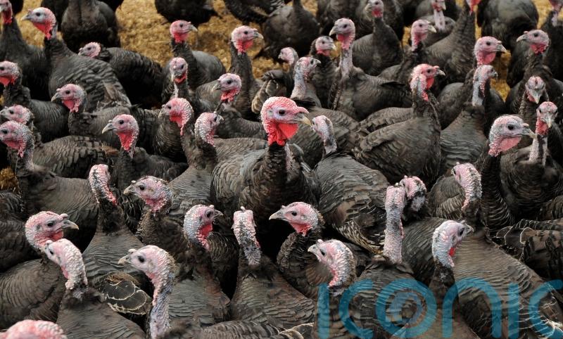 Bird flu outbreaks prompt housing orders for flocks in Ireland